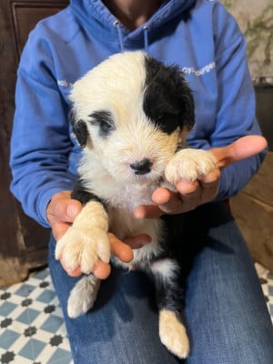 Les chiots de Bobtail