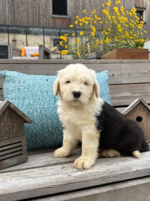 Les chiots de Bobtail