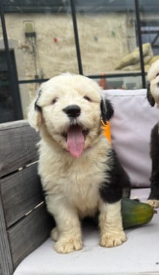 Les chiots de Bobtail