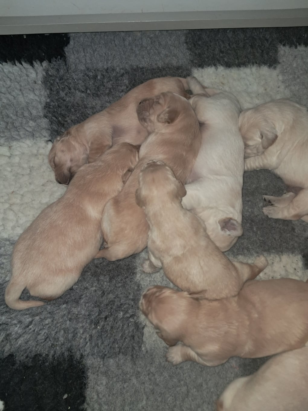 Golden Retriever - Du Royaume D'Helfy