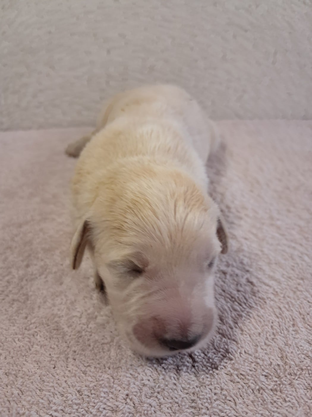 Golden Retriever - Du Royaume D'Helfy