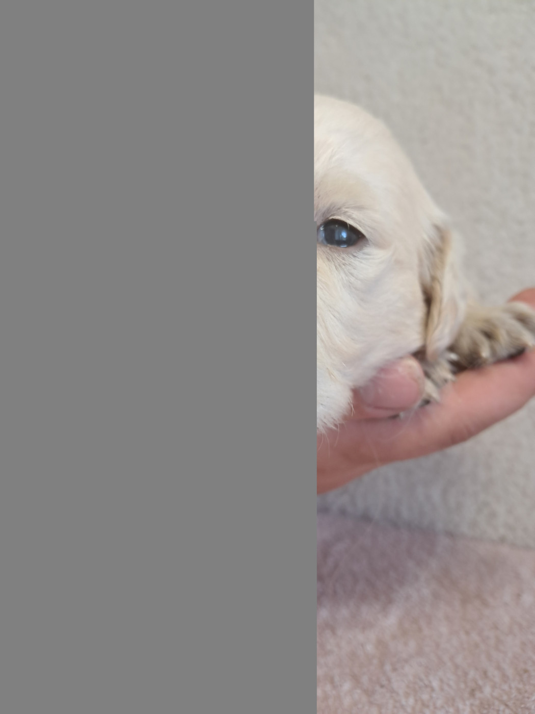 Bella du royaume d helfy - Golden Retriever