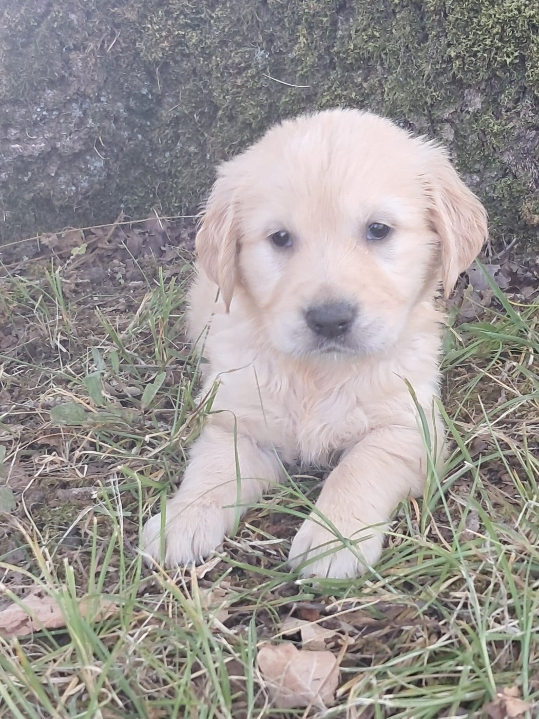 Golden Retriever - Du Royaume D'Helfy