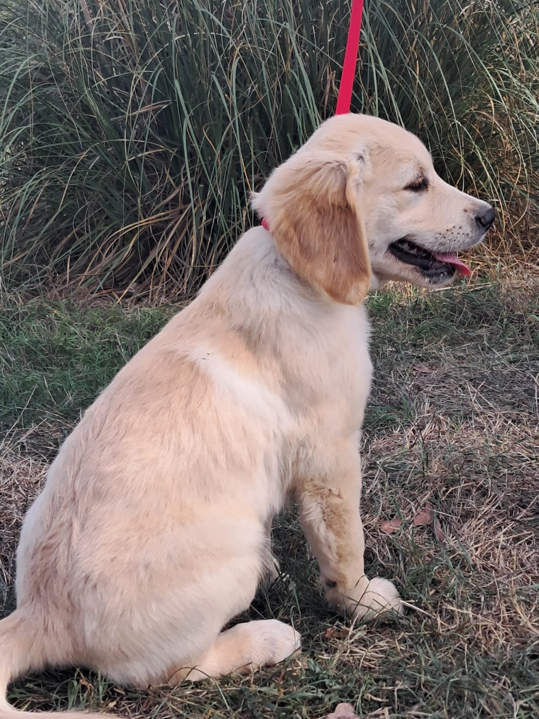 Babouche du royaume d helfy - Golden Retriever