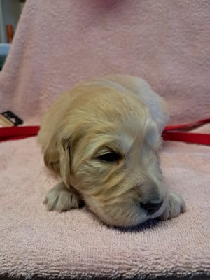 Les chiots de Golden Retriever
