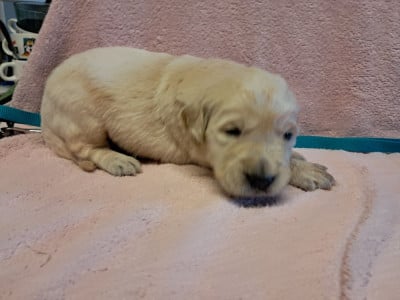 Les chiots de Golden Retriever