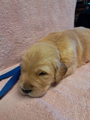 Les chiots de Golden Retriever