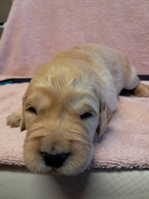 Les chiots de Golden Retriever