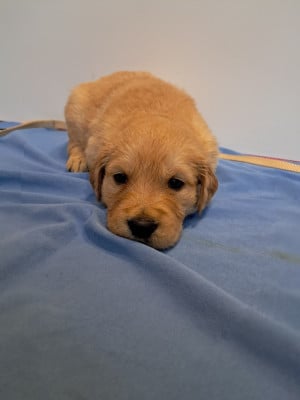 Les chiots de Golden Retriever