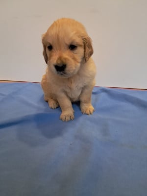 Les chiots de Golden Retriever