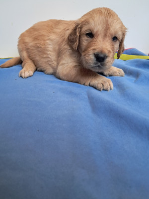 Les chiots de Golden Retriever