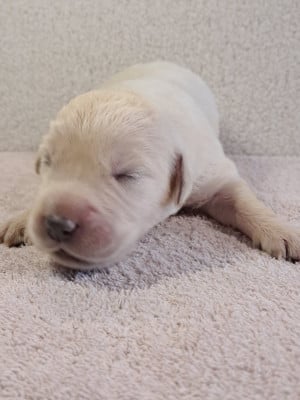 Les chiots de Golden Retriever