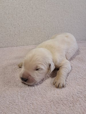 Les chiots de Golden Retriever