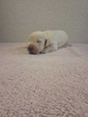 Les chiots de Golden Retriever