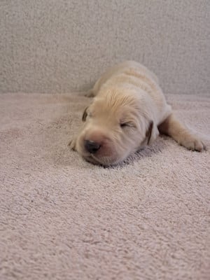 Les chiots de Golden Retriever