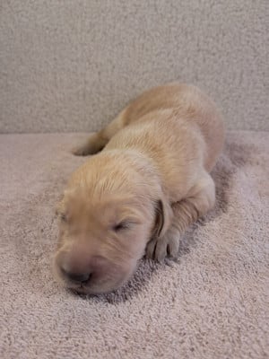 Les chiots de Golden Retriever