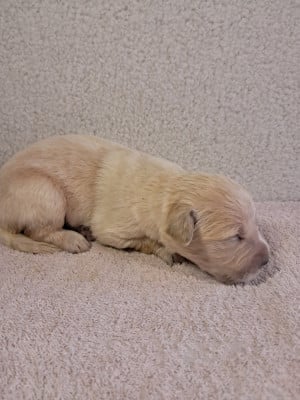 Les chiots de Golden Retriever