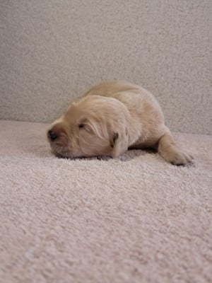 Les chiots de Golden Retriever