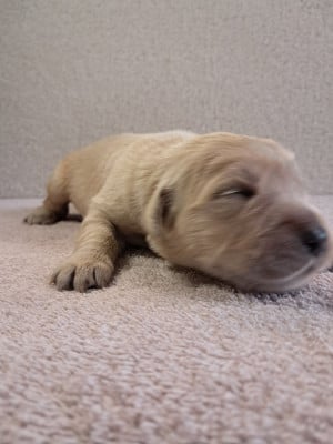 Les chiots de Golden Retriever