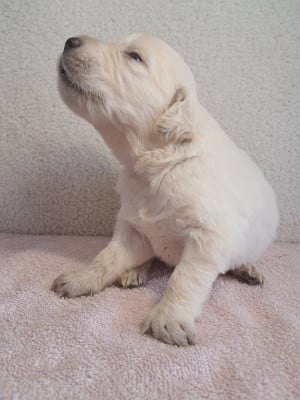 Balto du royaume d helfy - Golden Retriever