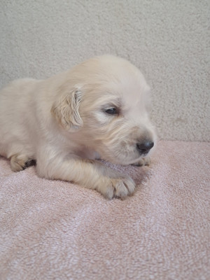 Bethoven du royaume d helfy - Golden Retriever