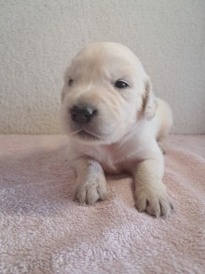 Bee bop du royaume d helfy - Golden Retriever