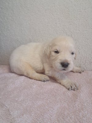 Babouille du royaume d helfy - Golden Retriever