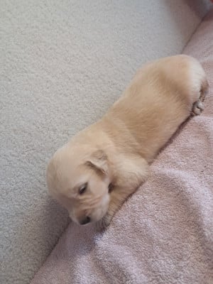 Les chiots de Golden Retriever