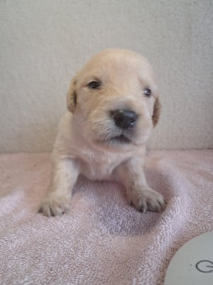 Les chiots de Golden Retriever