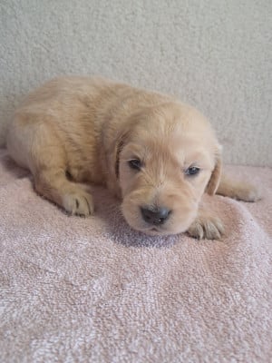 Les chiots de Golden Retriever