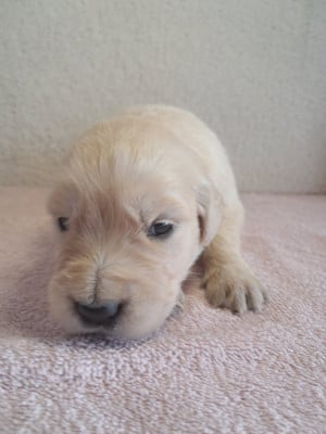 Les chiots de Golden Retriever