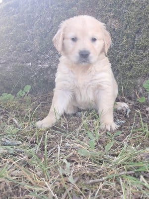 Les chiots de Golden Retriever