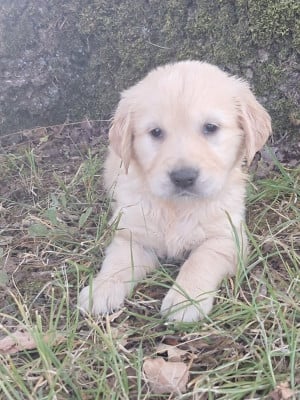 Les chiots de Golden Retriever