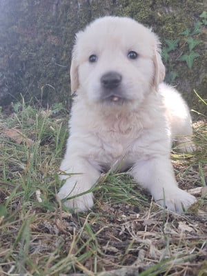 Les chiots de Golden Retriever