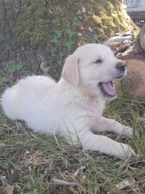Les chiots de Golden Retriever