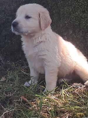 Les chiots de Golden Retriever