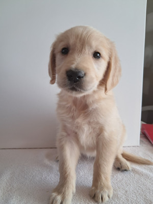 Les chiots de Golden Retriever