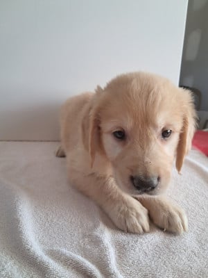 Les chiots de Golden Retriever