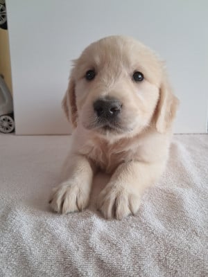 Les chiots de Golden Retriever