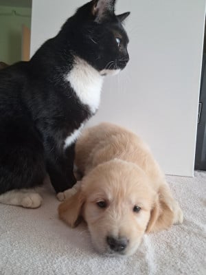 Les chiots de Golden Retriever