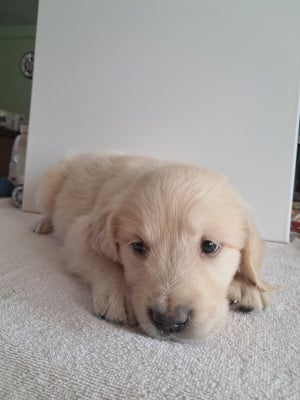 Les chiots de Golden Retriever
