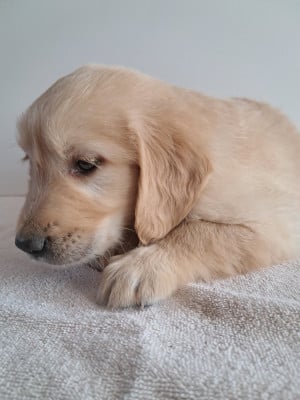 Les chiots de Golden Retriever
