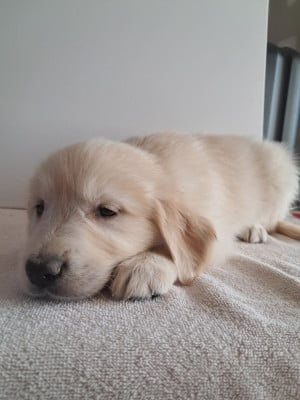 Les chiots de Golden Retriever