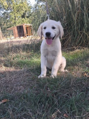 Les chiots de Golden Retriever