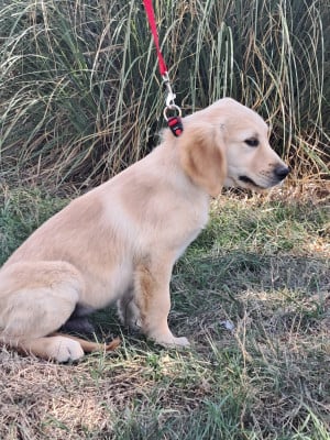 Les chiots de Golden Retriever