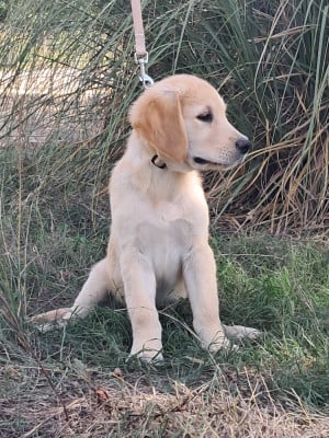 Les chiots de Golden Retriever
