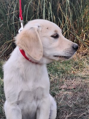 Les chiots de Golden Retriever