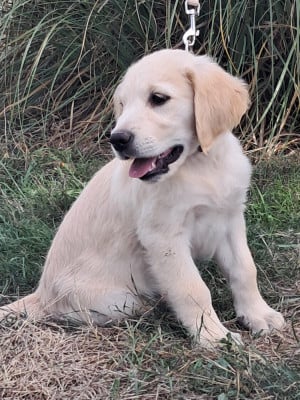 Les chiots de Golden Retriever