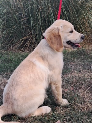 Les chiots de Golden Retriever