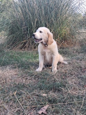 baltazar du royaume d helfy - Golden Retriever